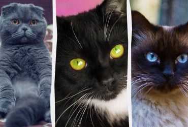 Сколько лет вашему коту: как перевести в человеческие годы (инфографика)