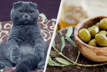 Почему кошки так одержимы оливками: ветеринар назвала удивительную причину