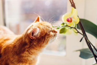 Ветеринар рассказал, можно ли держать орхидею в доме с кошкой