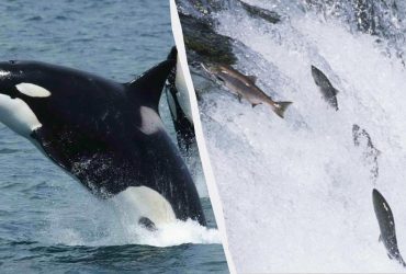 Косатки начали носить шляпы из мертвого лосося после того, как отказались от этого 37 лет назад