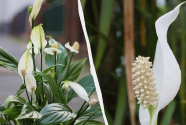 Чому не цвіте жіноче щастя: садівник розповів, як доглядати за спатифілумом