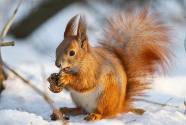 Сегодня в Киеве будет не выше нуля