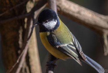 Синоптикиня повідомила, чи будуть опади на вихідних в Україні