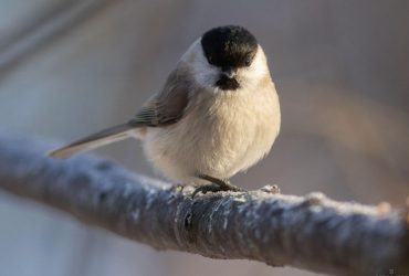 Синоптикиня вказала на цікаву деталь 29 січня: погода порушить стереотип