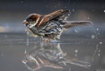 9 декабря в Украине станет чуть теплее, дожди продолжатся (карта)