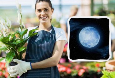 Что обязательно сделать на участке в декабре 2024: посевной календарь и список дел