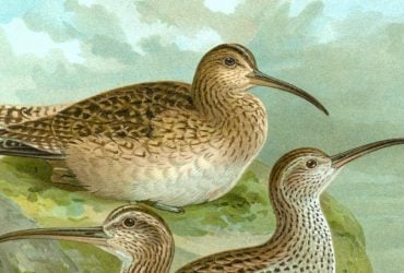 Редкая птица оказалась под угрозой вымирания: экологи бьют тревогу