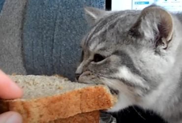 Чи варто котам їсти хліб: експерти поділилися порадами