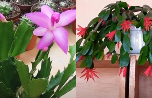 Даже "капризный" рождественский кактус зацветет: садовник рассказал, что любит декабрист