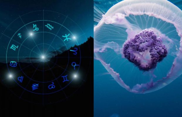 Близнюки - безсмертна, Риби - кришталева: яка ви медуза за знаком Зодіаку