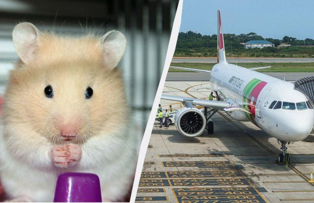 Зграя хом'яків на чотири дні прикувала до землі величезний Airbus в Португалії