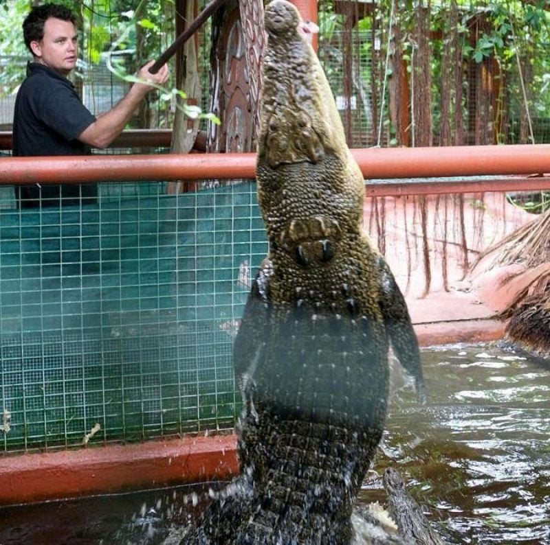 фейсбук Marineland Melanesia Crocodile Habitat & Gift Shop