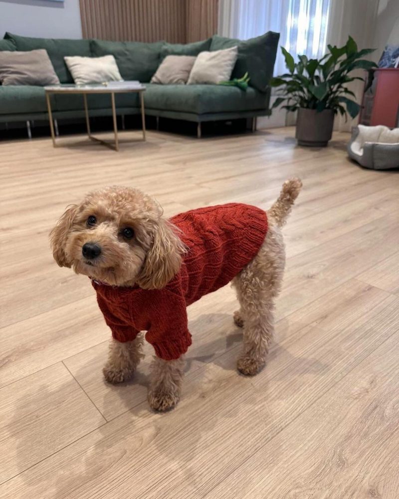 Вязаный свитер обеспечит комфорт вашему другу / фото instagram.com/pup_couture_ua