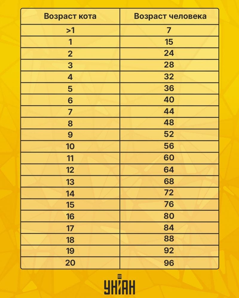 Сколько лет коту в человеческих годах / инфографика УНИАН