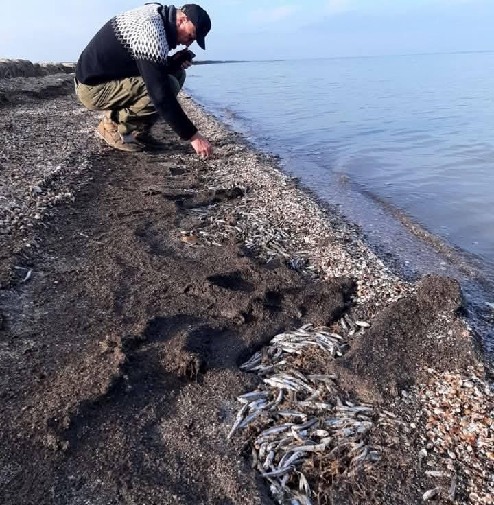 На узбережжя Одещини викинуло приблизно 4 тонни хамси / фото Юлія Веселова На узбережжя Одещини викинуло приблизно 4 тонни хамси / фото Юлія Веселова