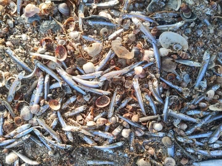 Хамса не встигла мігрувати на зимівлю до Чорного моря й загинула через переохолодження / фото Юлія Веселова Хамса не встигла мігрувати на зимівлю до Чорного моря й загинула через переохолодження / фото Юлія Веселова