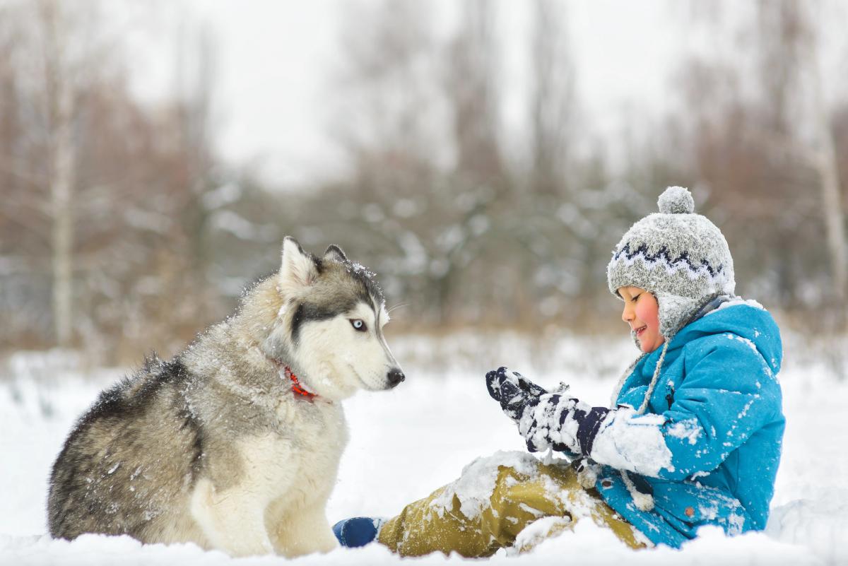 Эти породы собак хорошо чувствуют себя в зимние холода / ua.depositphotos.com Эти породы собак хорошо чувствуют себя в зимние холода / ua.depositphotos.com