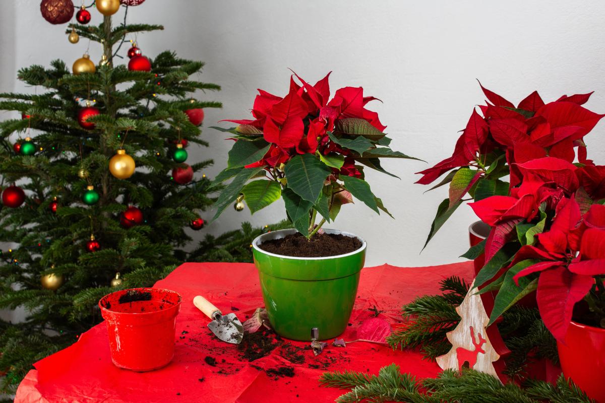 Різдвяник люблять за його яскравий вигляд / фото ua.depositphotos.com Різдвяник люблять за його яскравий вигляд / фото ua.depositphotos.com