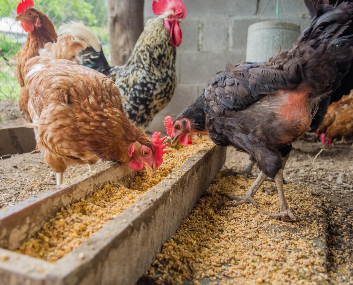 Україна залишилася без одного з найбільших покупців курятини: чому продажі заборонені