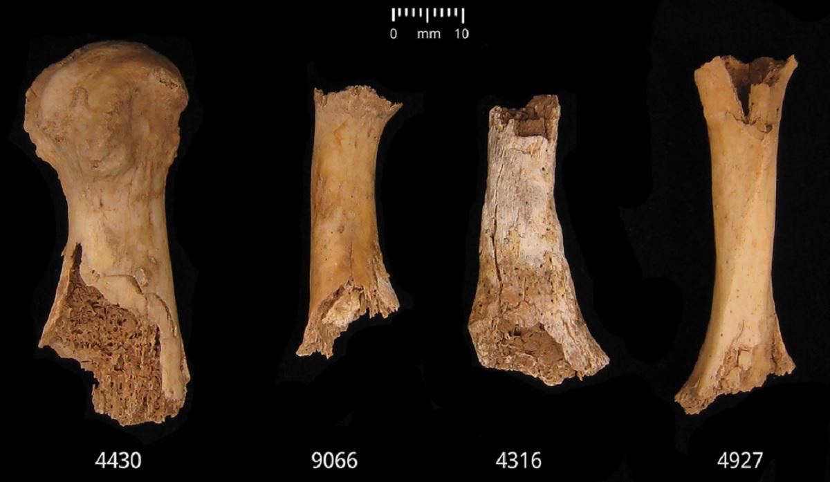 Ученые установили, что жертвы были жестоко убиты / фото Schulting et al. Antiquity Ученые установили, что жертвы были жестоко убиты / фото Schulting et al. Antiquity