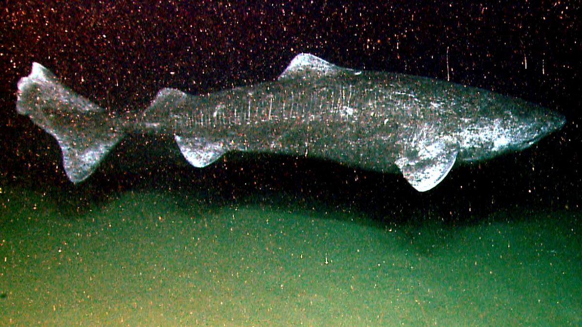 Гренландские акулы могут прятаться в глубоких водах и жить до 400 лет / фото wikipedia