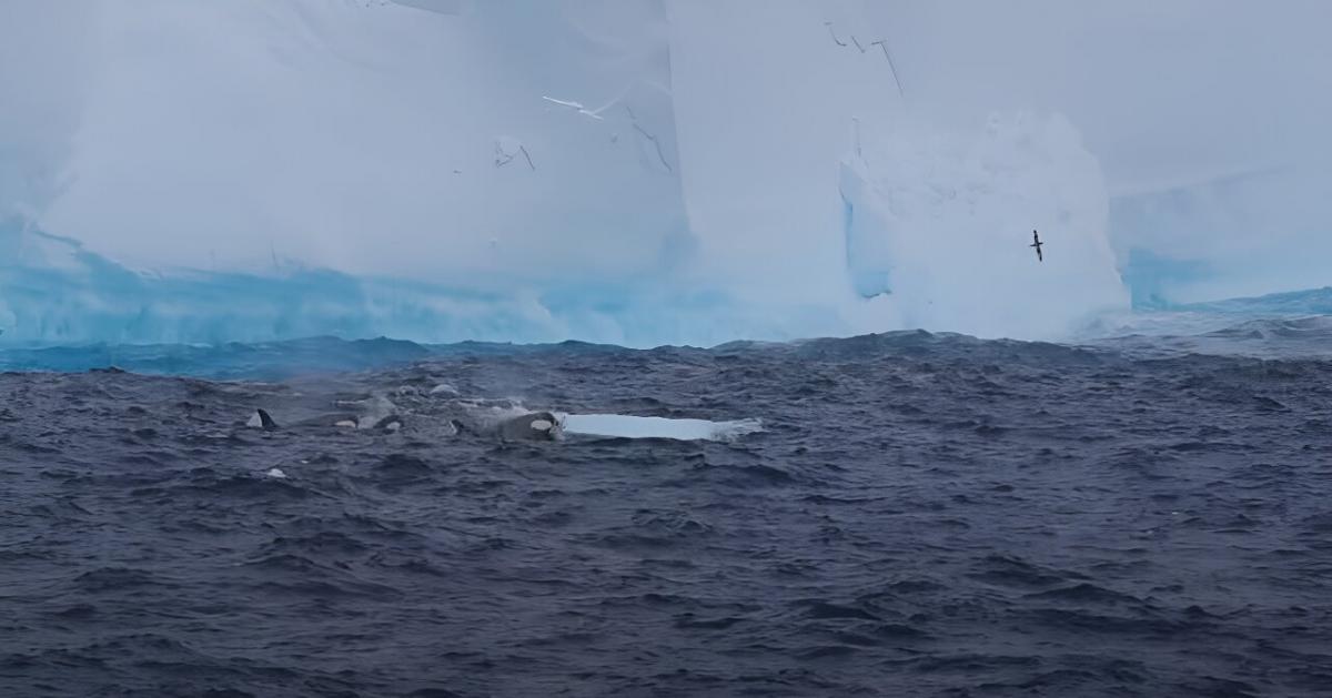 A23a важить понад трильйон тонн / фото British Antarctic Survey A23a важить понад трильйон тонн / фото British Antarctic Survey