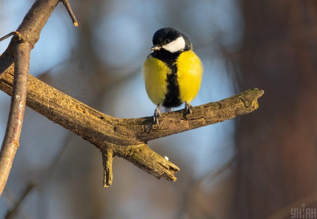 Прикмети на сьогодні Прикмети на сьогодні