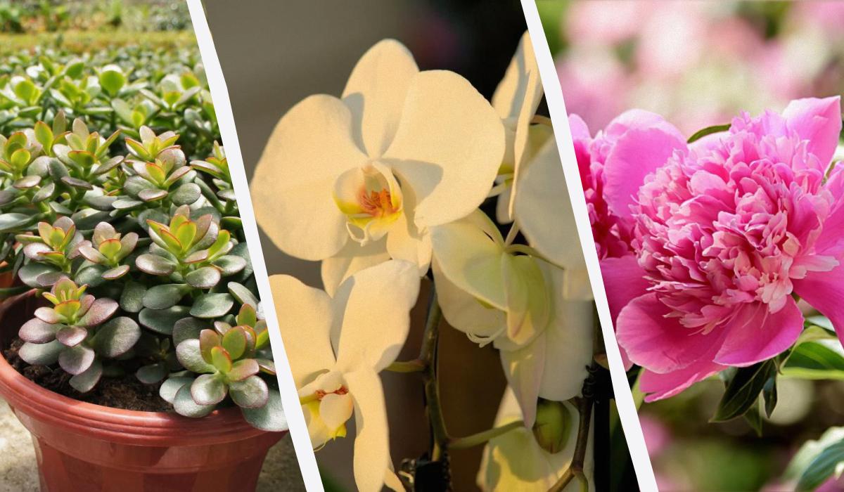 Эти растения принесут удачу в ваш дом / Коллаж УНИАН, фото ua.depositphotos.com, pixabay.com Эти растения принесут удачу в ваш дом / Коллаж УНИАН, фото ua.depositphotos.com, pixabay.com