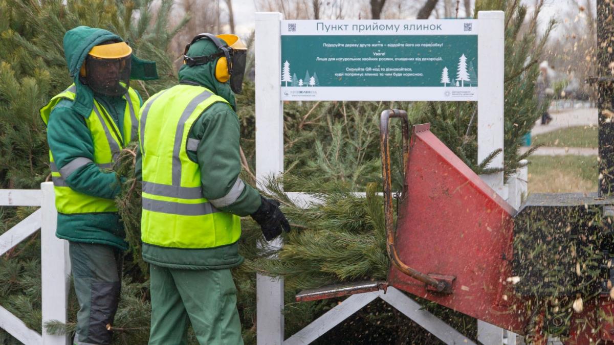 Все собранные елки и сосны пойдут на экологическую утилизацию / фото КГГА Все собранные елки и сосны пойдут на экологическую утилизацию / фото КГГА