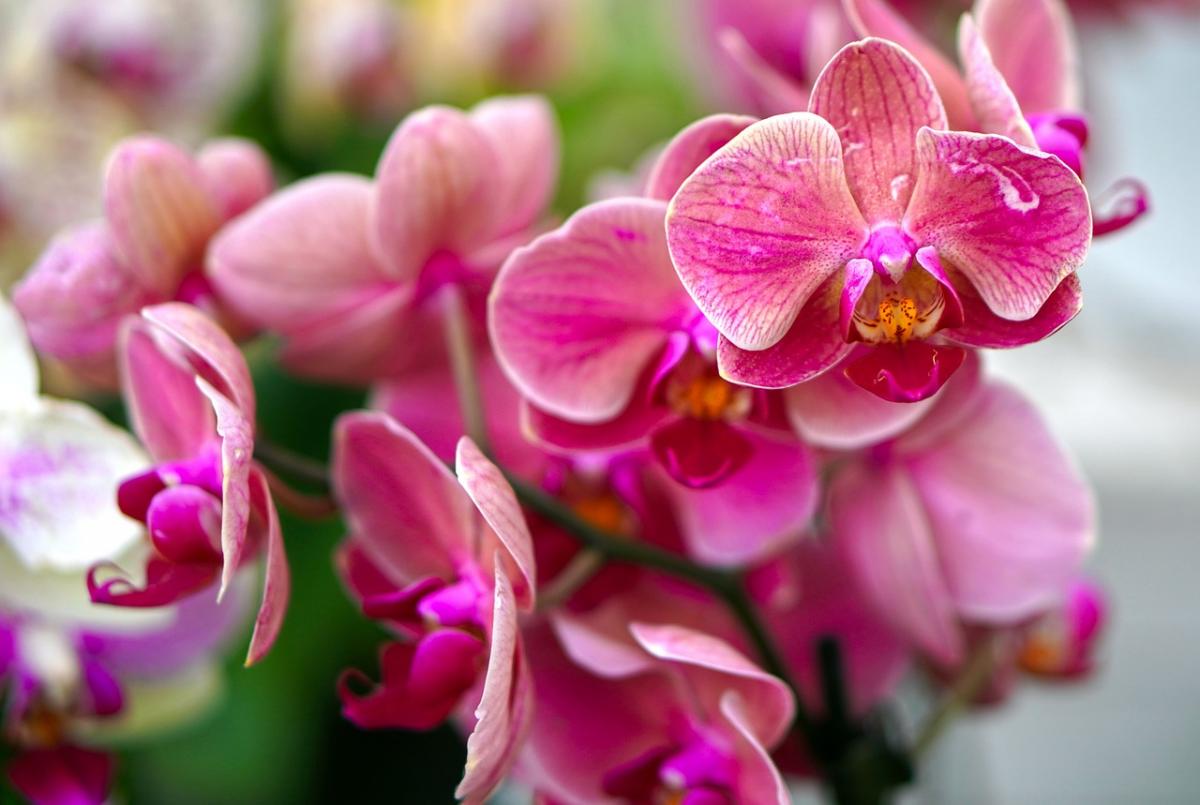 Орхидеи - прихотливые цветы: они перебирают даже горшками / фото Pixabay.com