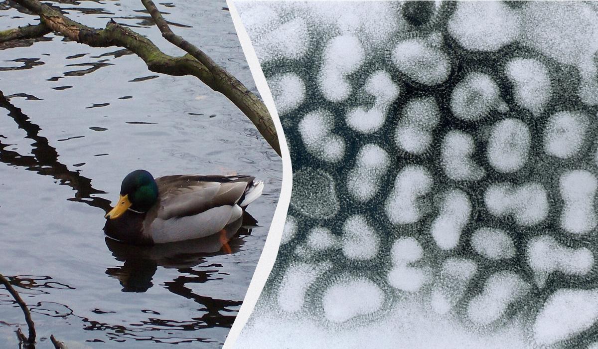 У США вперше помер пацієнт від пташиного грипу / колаж УНІАН, фото Вікіпедія