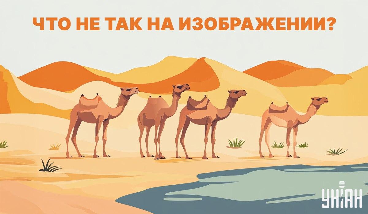 коллаж УНИАН коллаж УНИАН