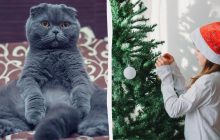 Як врятувати різдвяну ялинку від котів: найкорисніші поради перед Новим роком