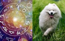 Лев - собака, Стрілець - кінь: яка тварина на фермі "відображає" ваш знак Зодіаку