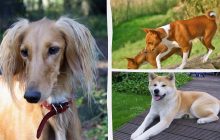 Від фараонів до сучасних людей: названо 5 стародавніх порід собак, які живуть в наш час