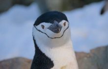 Хотів "віджати" гніздо: пінгвін влаштував "розборки" біля українських полярників (фото)