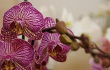 Що люблять орхідеї в домашніх умовах: експертка назвала 4 помилки при догляді за квіткою