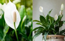 Квіти будуть навіть узимку: слушна порада про те, як часто поливати вазон "жіноче щастя"