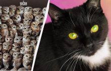 Неймовірний виклик для мозку: потрібно знайти трьох кішок серед сов за 7 секунд