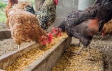 Украина осталась без одного из крупнейших покупателей курятины: почему продажи запрещены