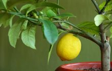 Як виростити лимон з кісточки: докладна інструкція від досвідчених садівників