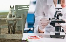 Птичий грипп может незаметно распространяться среди лошадей: ученые предупредили об угрозе