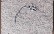 В Австралії виявили скам'янілість віком 400 мільйонів років: чим унікальна ця знахідка