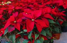 Пуансеттии будут цвести на 6 недель дольше: эксперты раскрыли, что для этого надо