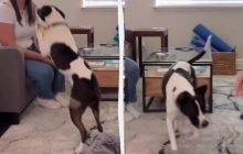 Как отучить собаку прыгать на людей во время приветствия: тренер дала интересный совет