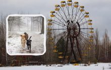 "Жили в тени реактора": ученые выяснили, почему собаки Чернобыля быстро эволюционируют