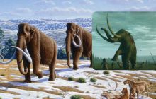 Давні американці, ймовірно, їли мамонтів до їхнього вимирання, - дослідження