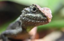 Вчені знайшли скам'янілості, які переміщують походження ящірок на 35 млн років назад