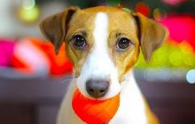 Почему собаки приносят игрушки, когда вы приходите домой: эксперт назвала 3 причины