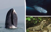 Могли бачити Магеллана та загибель Титаніка: біолог назвав 3 тварини, які живуть найдовше